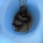Potty Training Baby