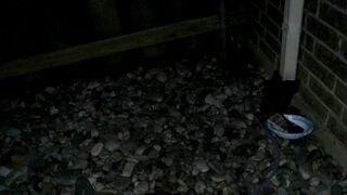 Messy Diaper Piss Enema Explosion + Cum